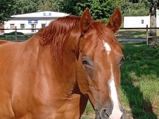 hästar Två ston avel, sällskap, promenad/ inridning i Klippan - Annons 4