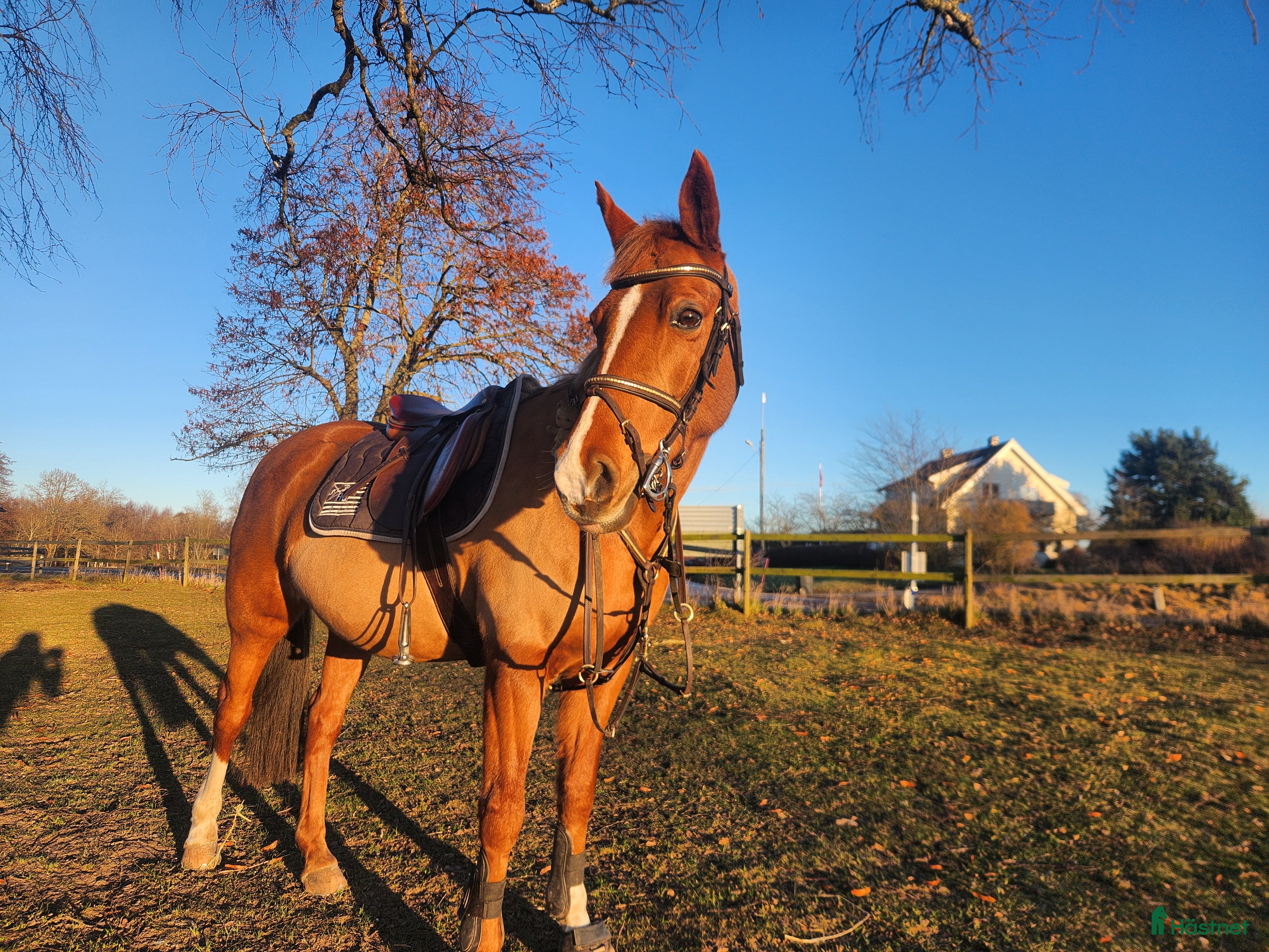  hästar Snäll C ponny, ev Bytes! - Annons 5