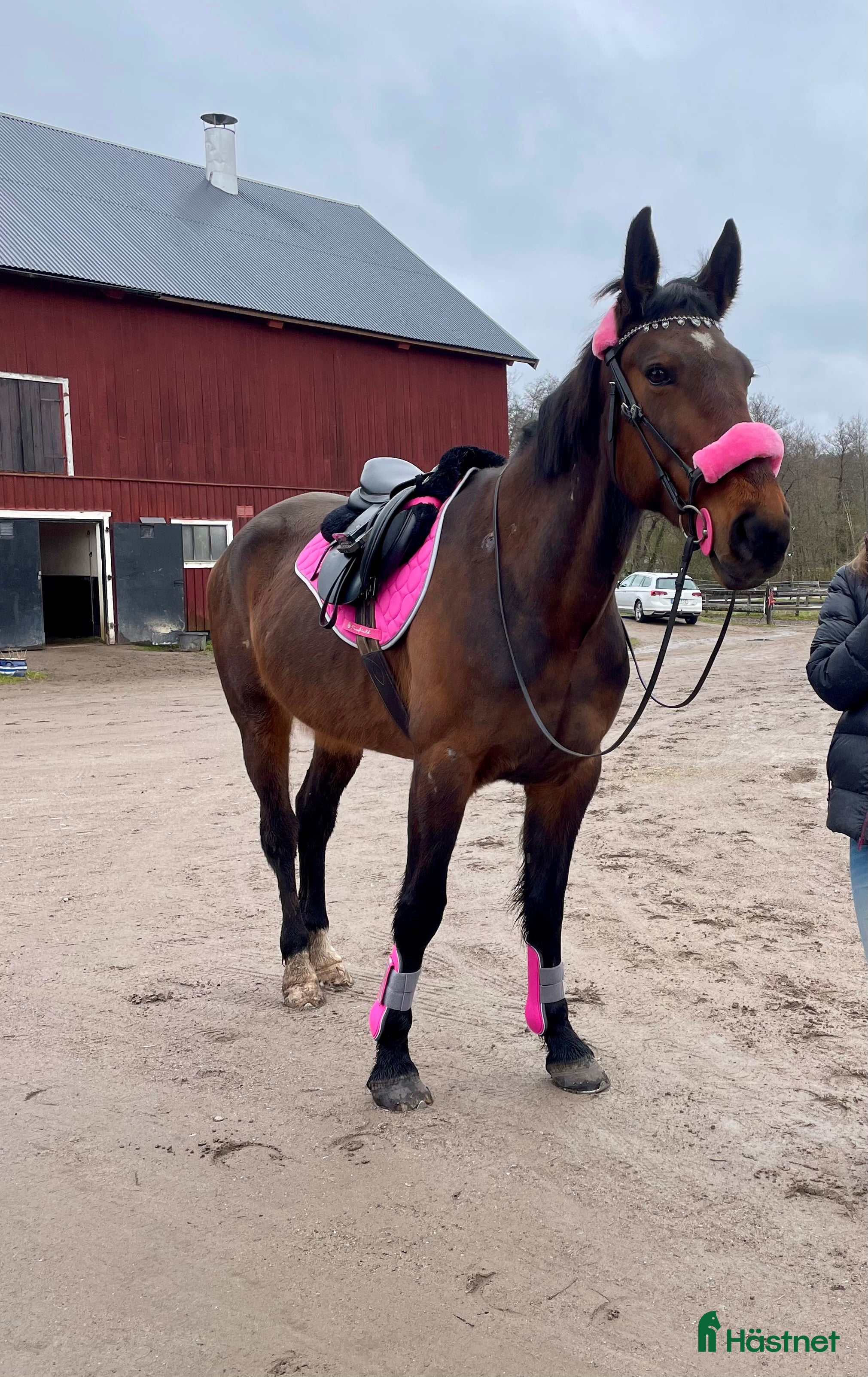  foderhäst finnes: Medryttare sökes till Ljusterö  - Annons 1