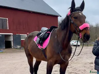 foderhäst Medryttare sökes till Ljusterö i Ljusterö - Annons 20