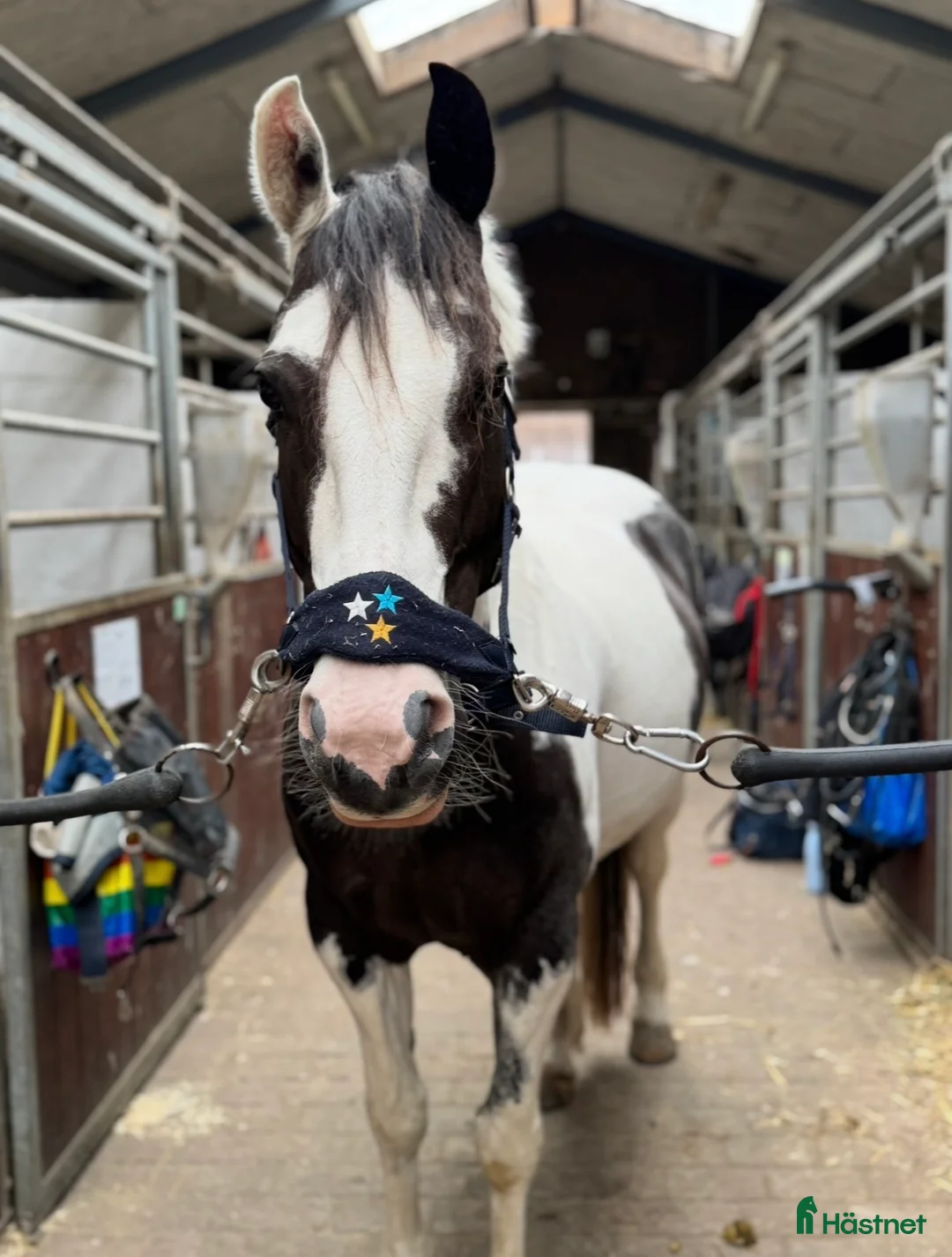 Allround hästar till salu: världens bästa ponny - Annons 1