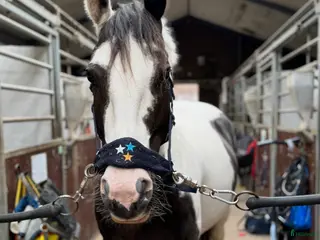 hästar världens bästa ponny - Annons 18