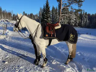 hästar ENORM KAPACITET - HOPP PONNY! - Annons 18