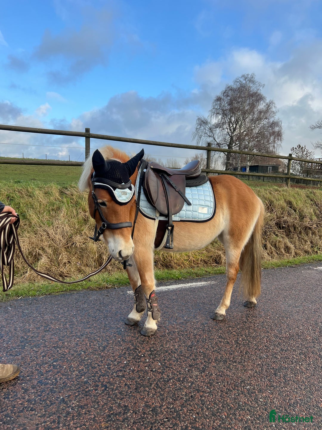 Allround hästar till salu: Trevlig ponny  i Skurup - Annons 1