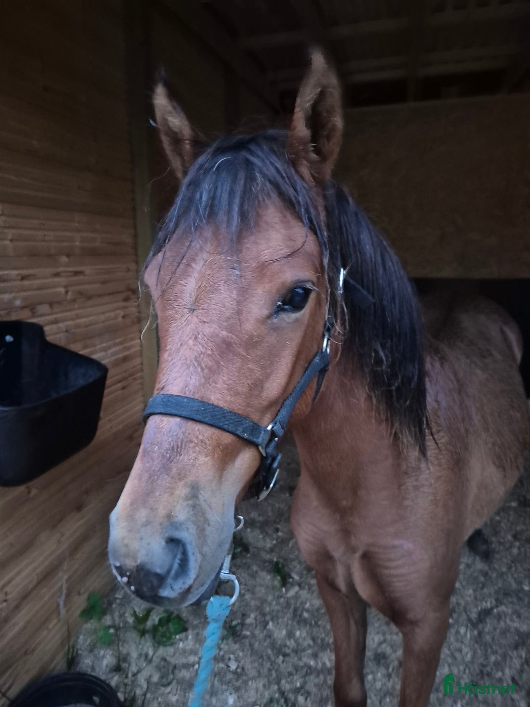 Övrigt hästar till salu: Trevligt ungponnysto snart 2 år i Nälden - Annons 2