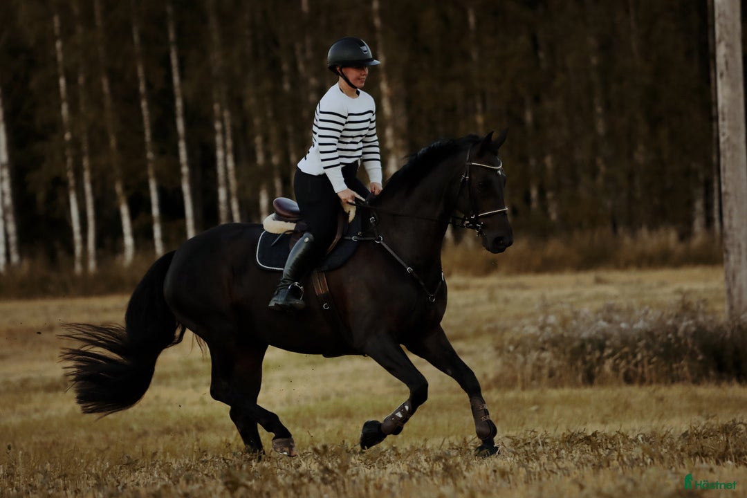 Allround hästar till salu: Snygg allround häst - Annons 3