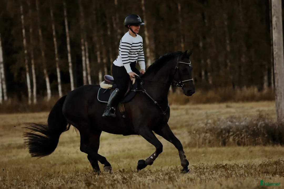 Allround hästar till salu: Snygg allround häst - Annons 3