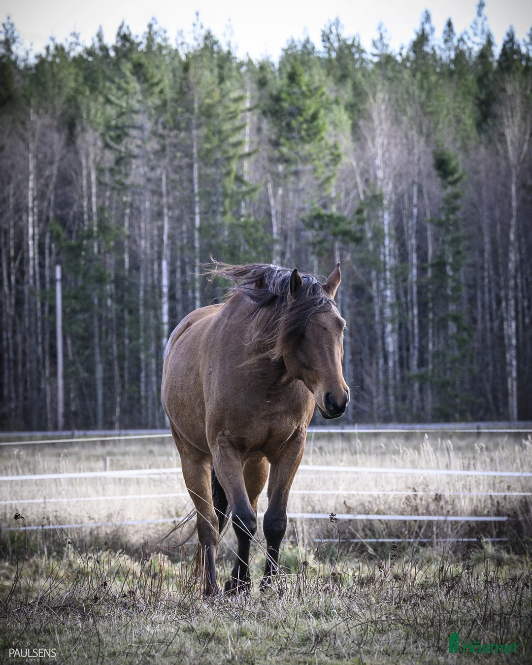 Allround hästar till salu: Stallets solstråle i Kolsva - Annons 1