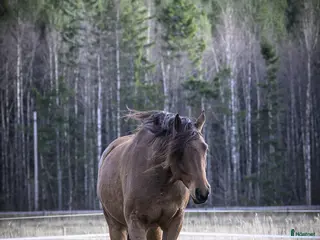 Allround hästar till salu: Stallets solstråle i Kolsva - Annons 2
