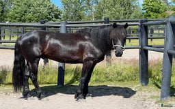 Övrigt hästar till salu: Fin kallblodsvalack i Åmål - Bild 5