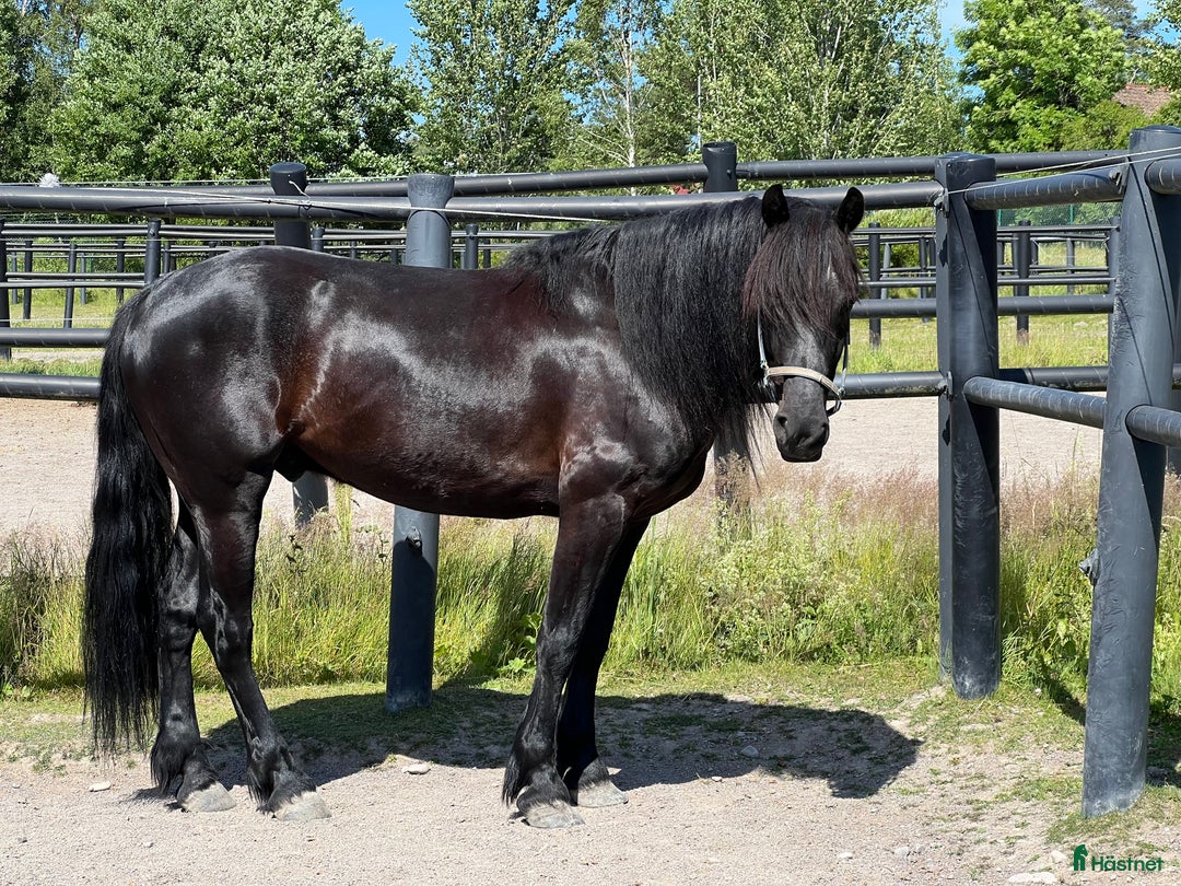 Övrigt hästar till salu: Fin kallblodsvalack i Åmål - Bild 5