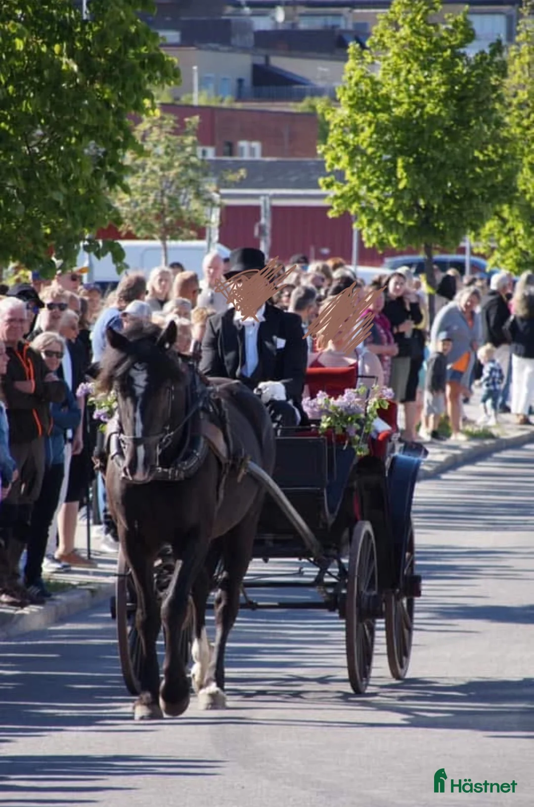 Allround hästar till salu: Allround häst, riktig toppenkille i Tungelsta - Annons 10