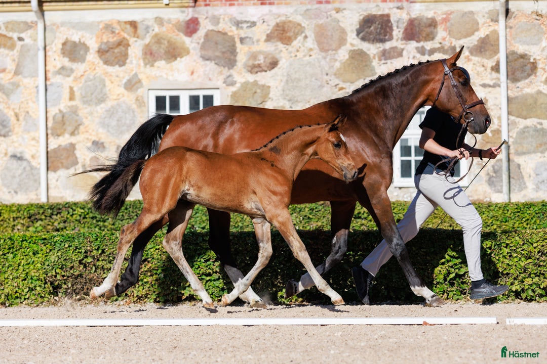 Hoppning hästar till salu: Otroligt hingstföl med starkt möderne  - Annons 4