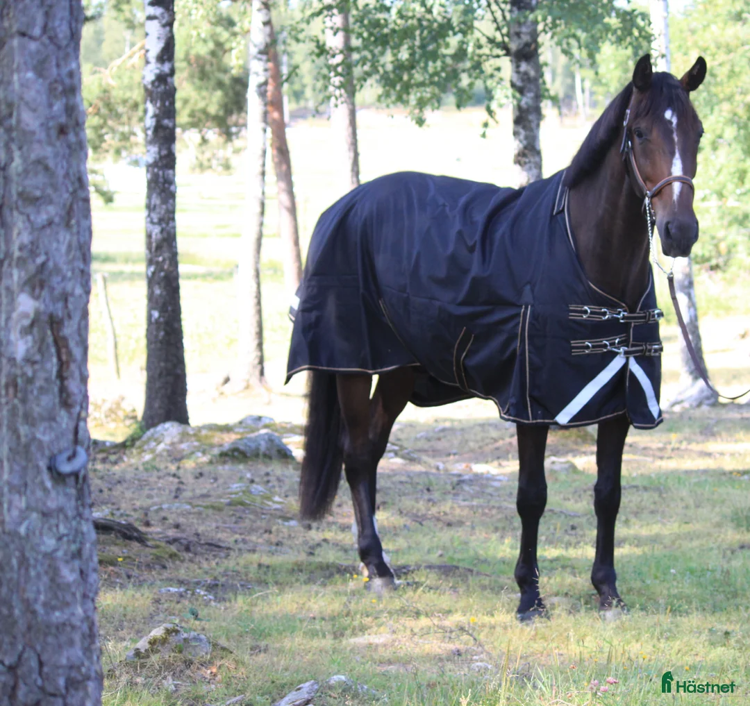  stallplats finnes: Boxplats m ridhus, två ridbanor och service Bålsta - Annons 6
