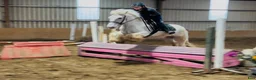 Allround hästar till salu: Gorgeous Palomino gelding  - Annons 6