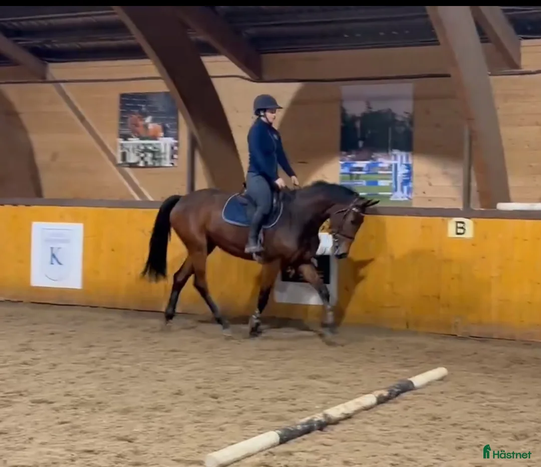 Hoppning hästar till salu: Unghest selges  i Lier - Annons 3