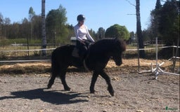 Allround hästar till salu: Islands valack  i Äppelbo - Annons 8