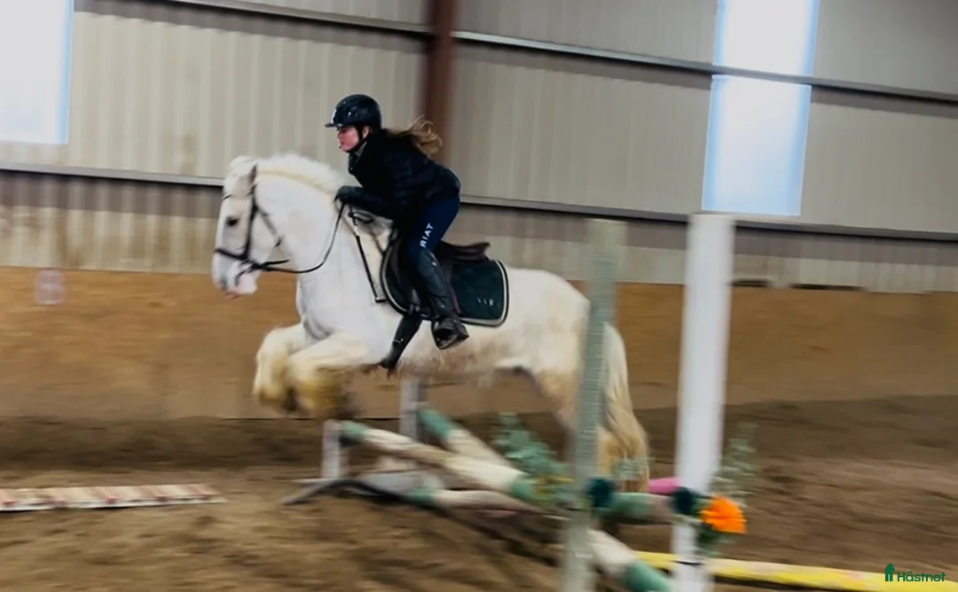 Allround hästar till salu: Gorgeous Palomino gelding  - Annons 12