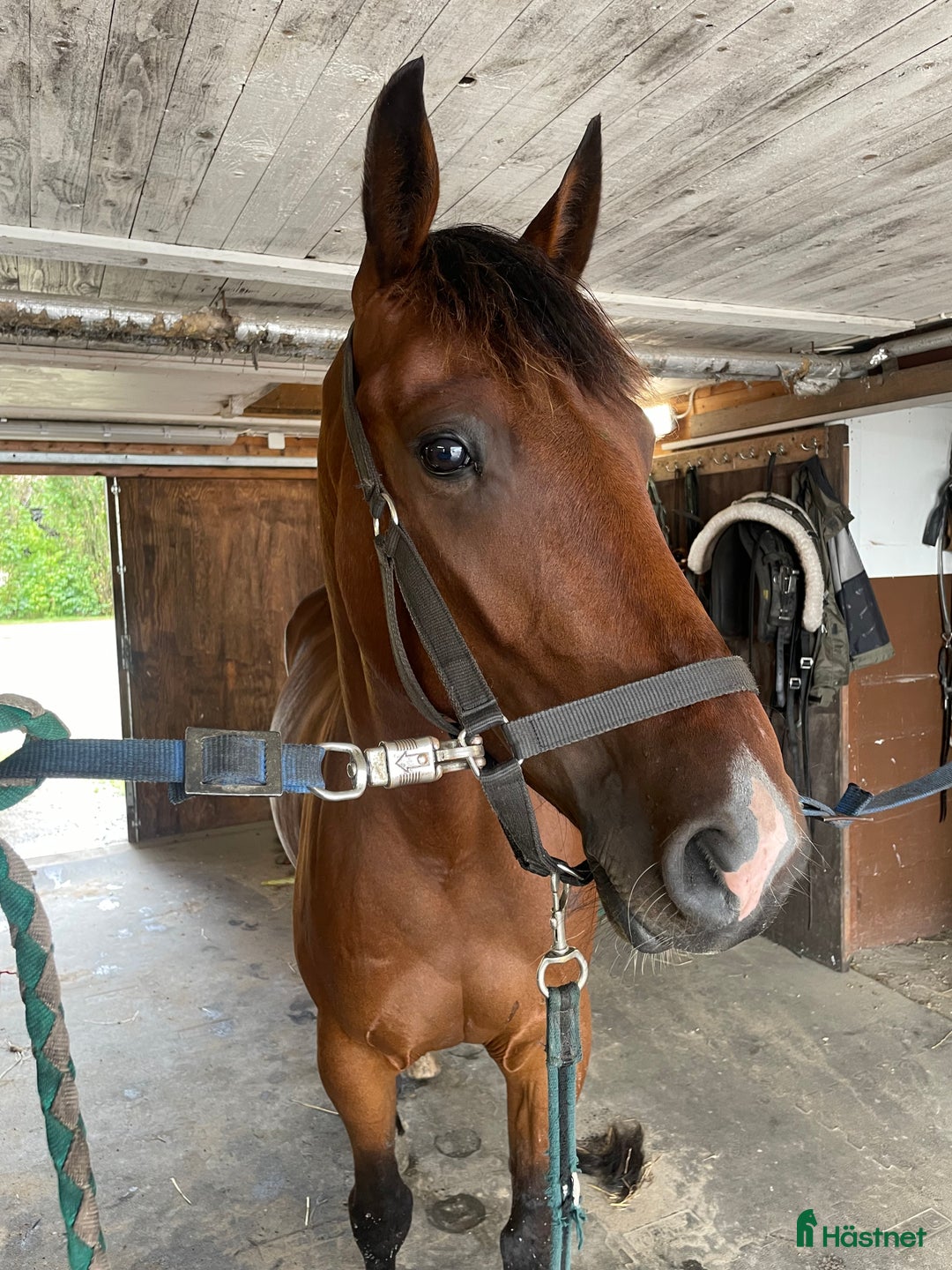 Trav hästar till salu: Trevlig 4 åring valack  i Falkenberg - Annons 2