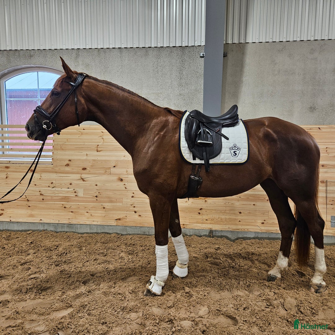 Dressyr hästar till salu: Gångart/Diplomsto -2021 i Örebro - Annons 2