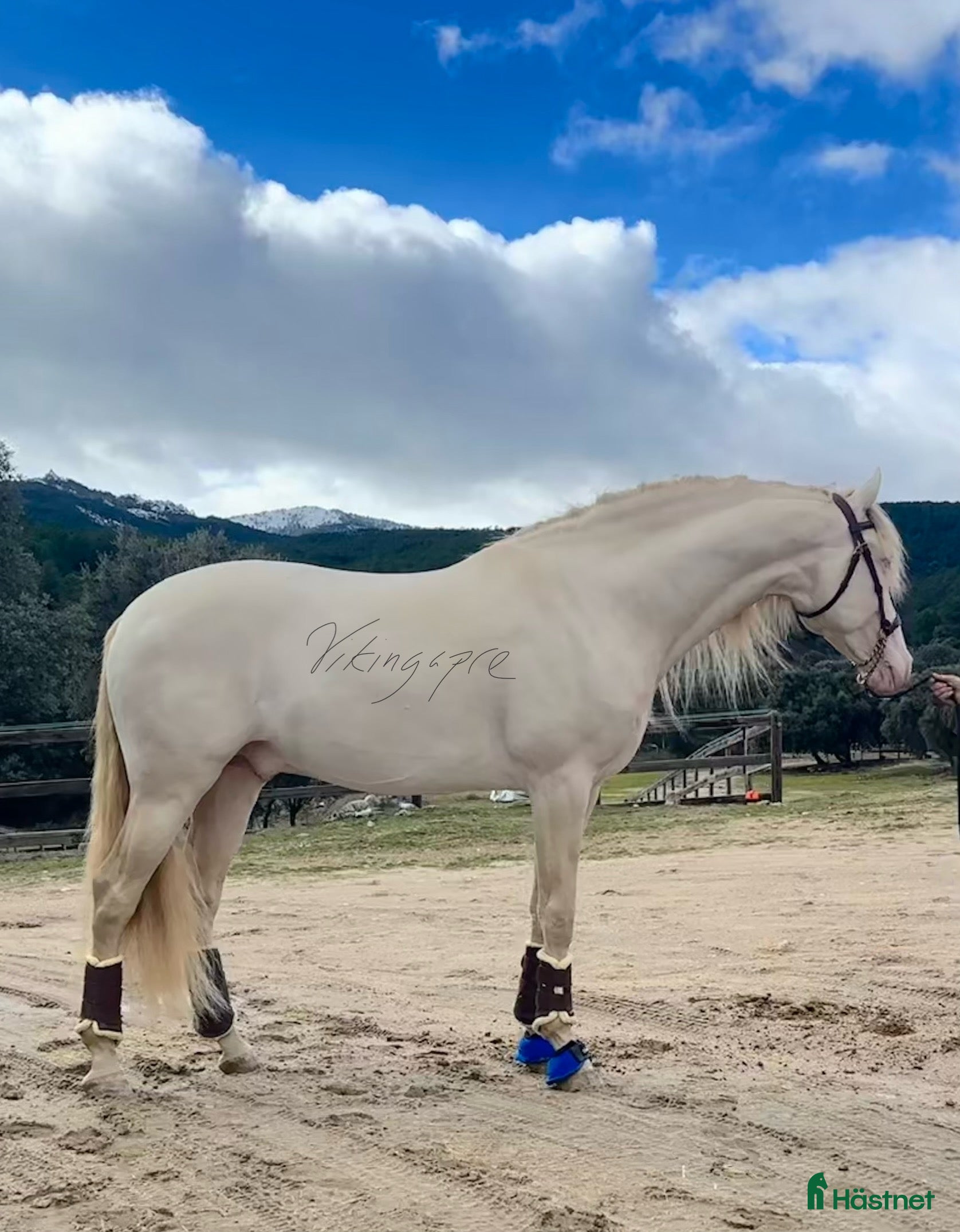  hästar Exklusiv CrCr PRE avelshingst  i Guadarrama - Annons 2