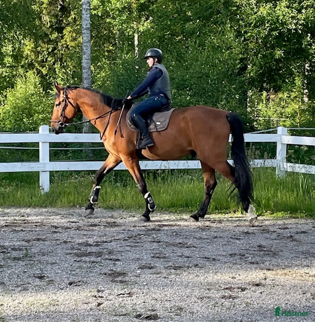  stallplats finnes: Uthyres stall med lösdrift - Strängnäs/Björsund i Strängnäs - Annons 3