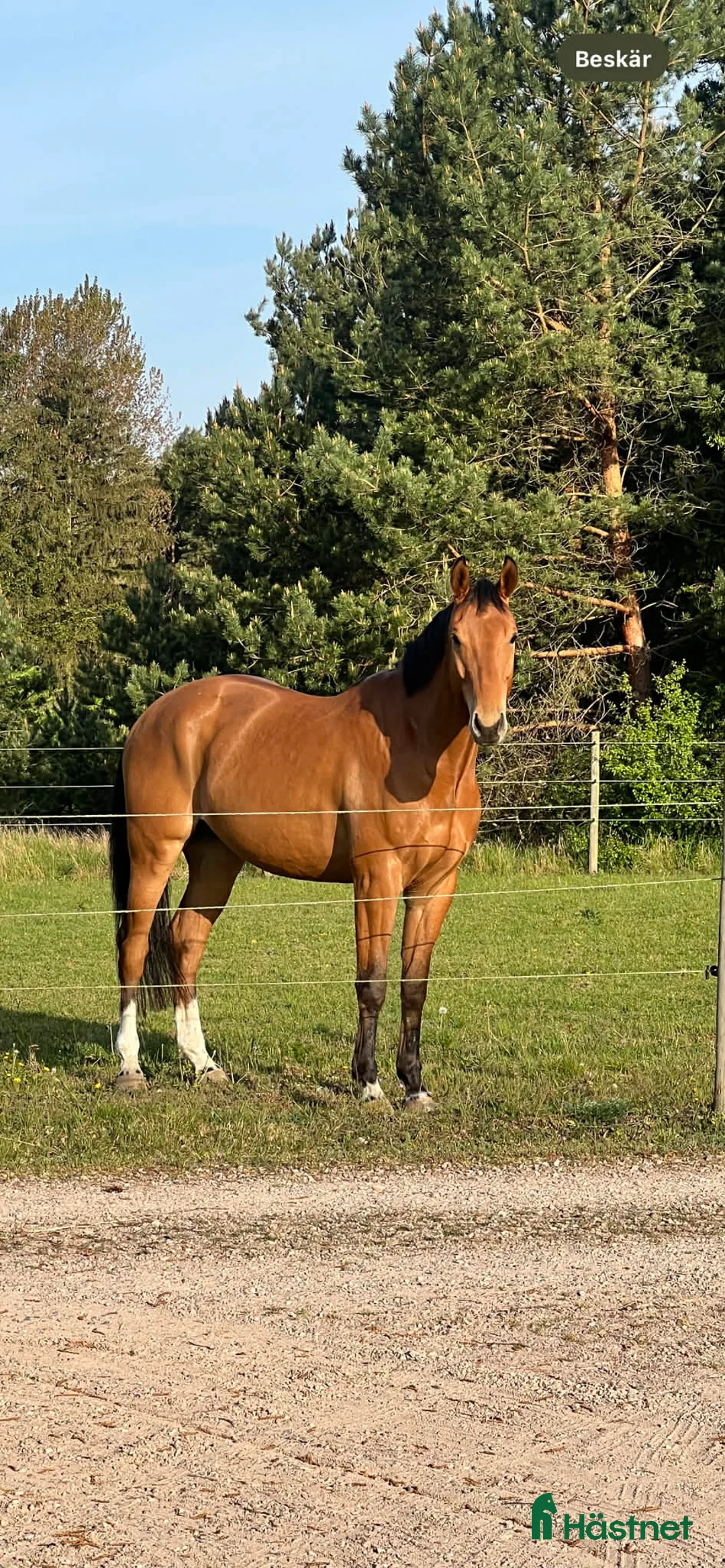 Fälttävlan hästar till salu: Trevlig 6-åring för hoppning eller fälttävlan i Örebro - Annons 4
