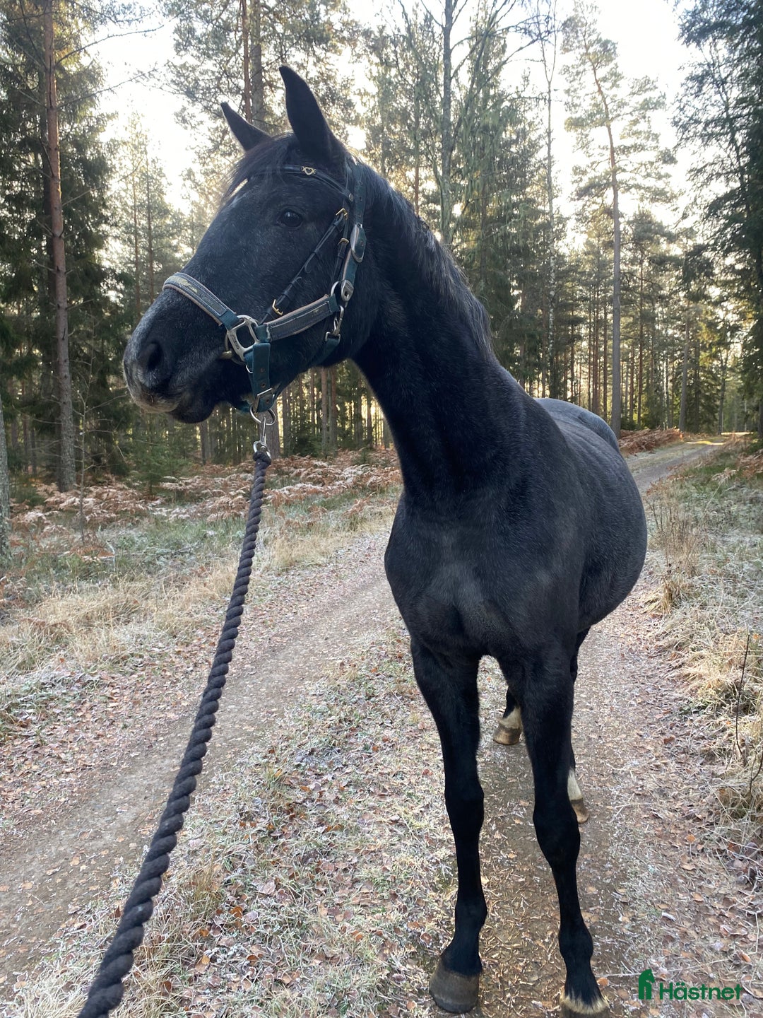 Allround hästar till salu: Fantastisk 2,5 åring🌟🌸 i Broakulla - Annons 1