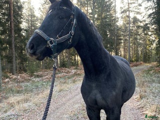 Allround hästar till salu: Fantastisk 2,5 åring🌟🌸 i Broakulla - Annons 4