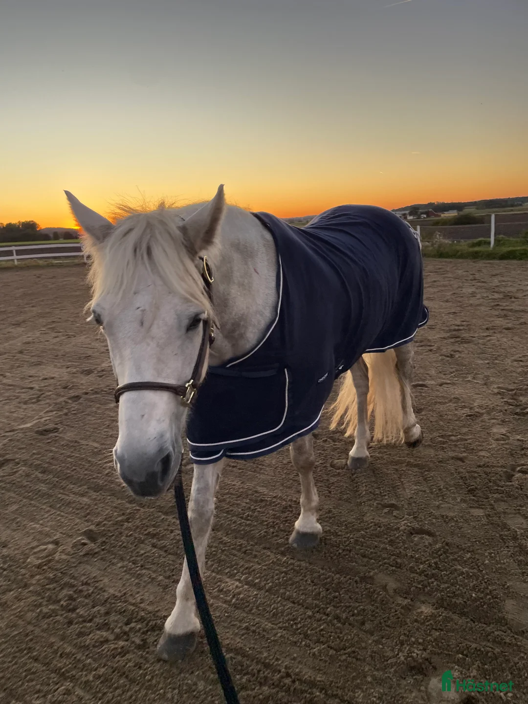 Hoppning hästar till salu: Snäll maxad D-ponny med kapacitet 🦄 - Annons 17