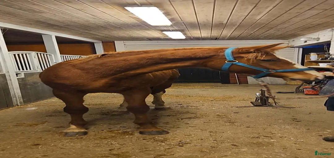 Galleribild {{count}}