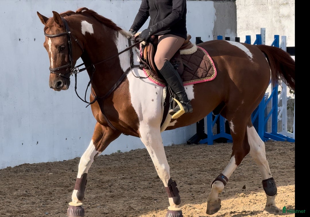Allround hästar till salu: Unik 7 år valack tävlad 130 felfritt i Finspång - Annons 3