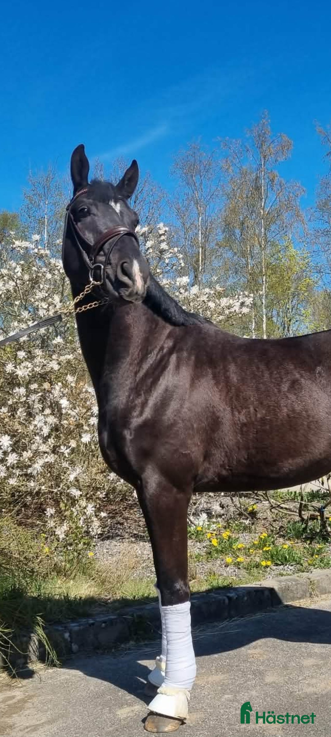 hästar Snäll 4 årig swb valack - Annons 12