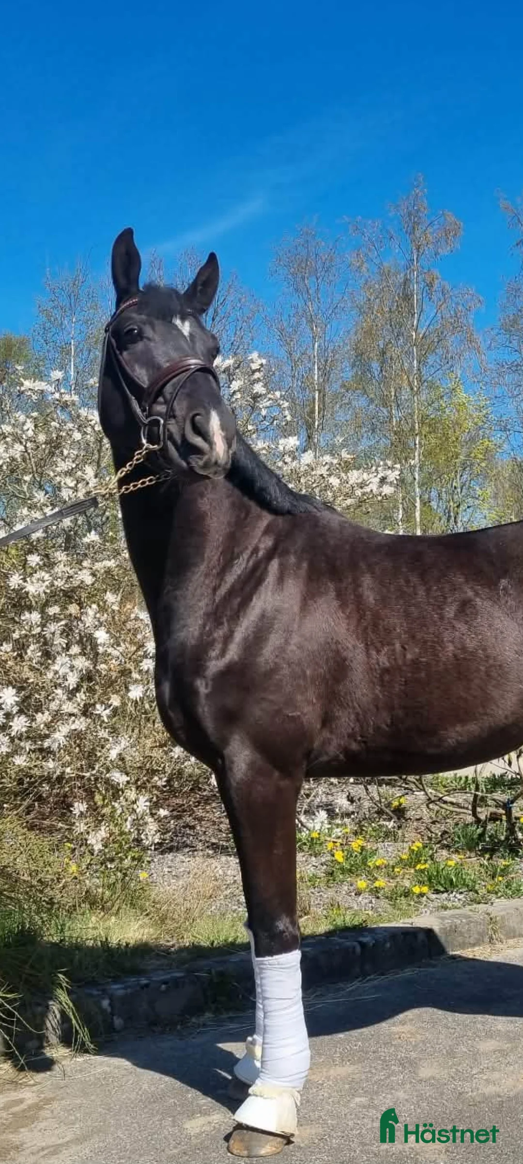 Dressyr hästar till salu: Snäll 4 årig swb valack - Annons 1