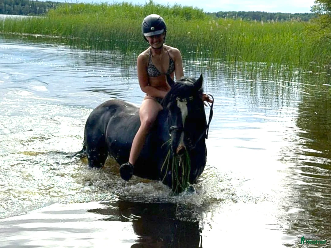 Dressyr hästar till salu: Talangfull maxad C-ponny - Annons 2