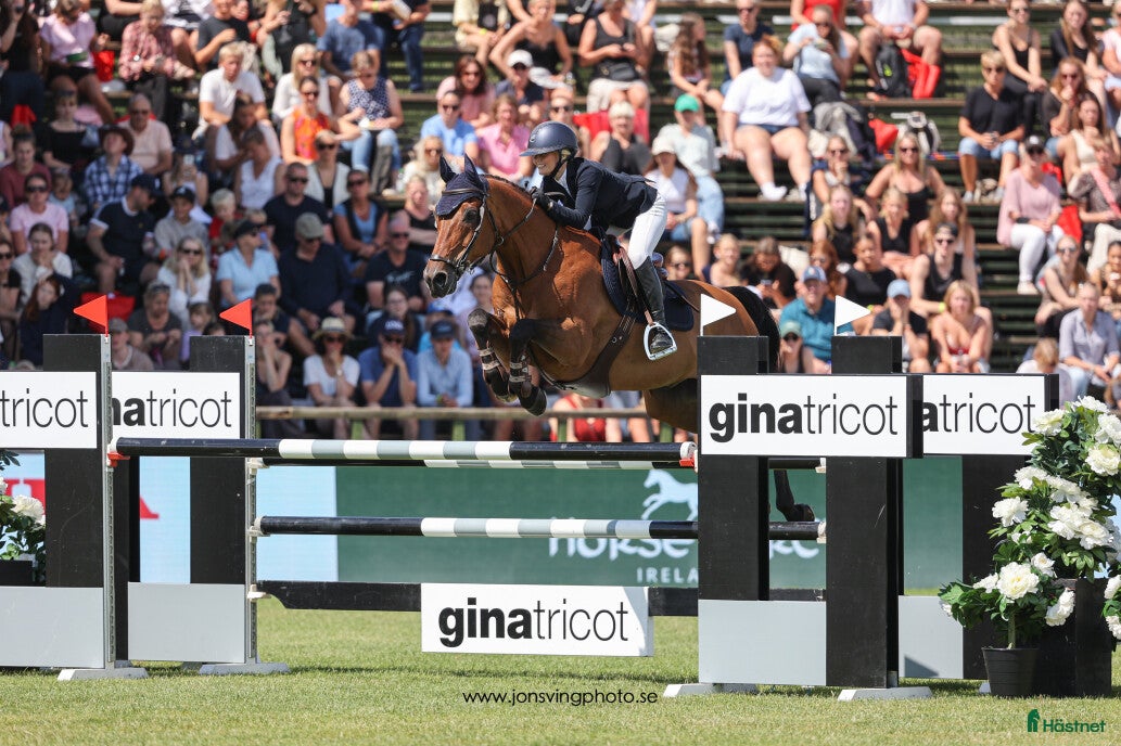  hästar Fantastisk children/amatör häst  - Annons 11