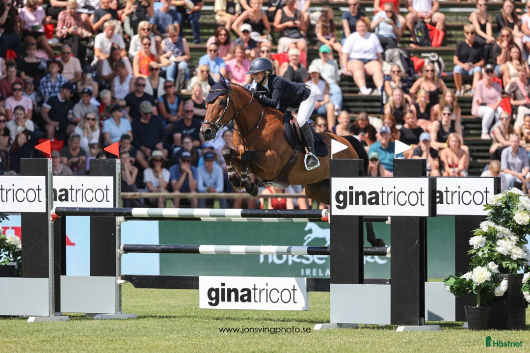 Hoppning hästar till salu: Fantastisk children/amatör häst  - Annons 1