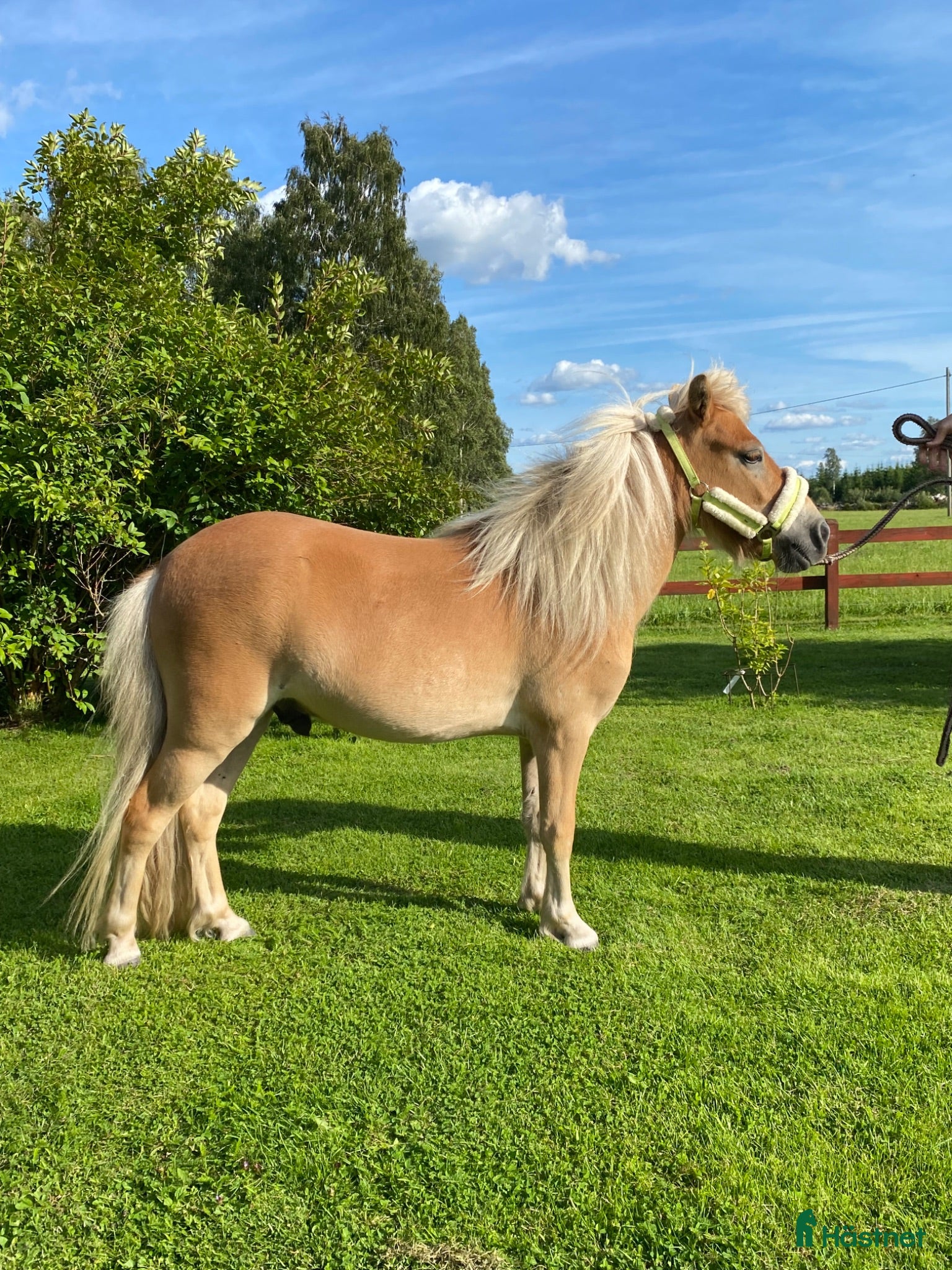  hästar Charmig Shetlandsvalack - Annons 1