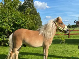 Sällskap hästar till salu: Charmig Shetlandsvalack - Annons 1