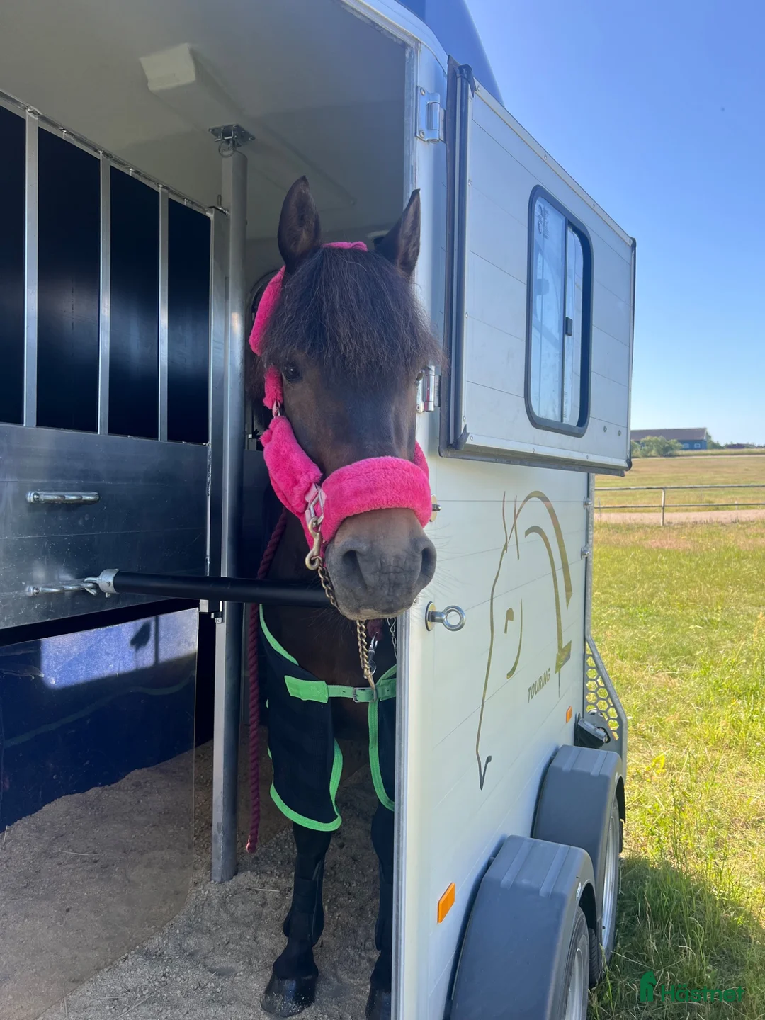 Allround hästar till salu: Trygg B-ponny - perfekt första ponny 🐴 - Annons 2