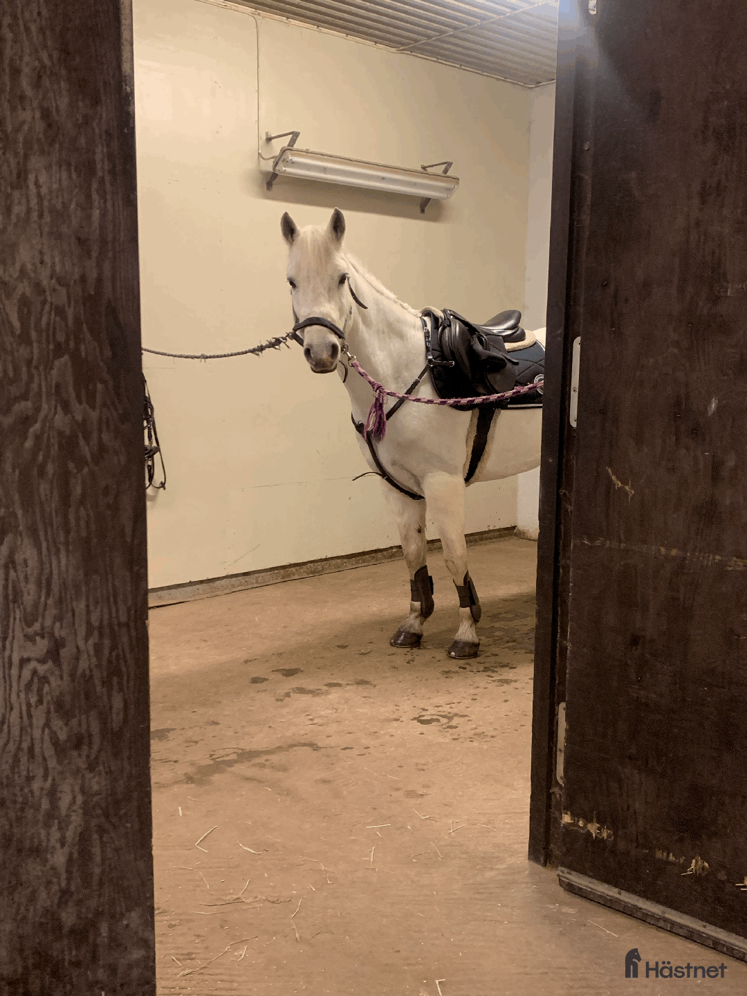 Allround hästar till salu: Snäll valack i Lysekil - Annons 4