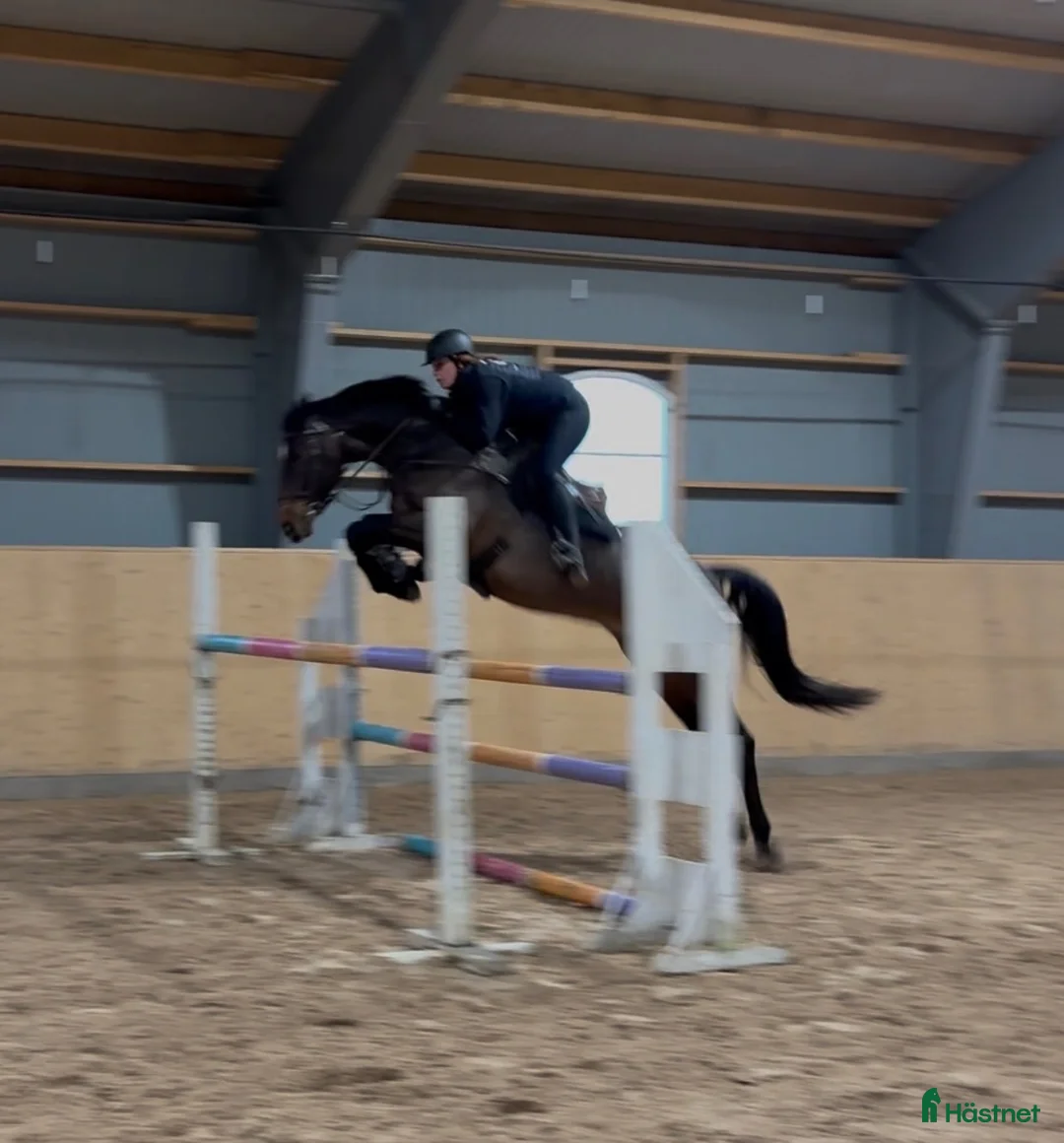 Hoppning hästar till salu: Hobby, hoppning eller fälttävlan ? - Annons 1