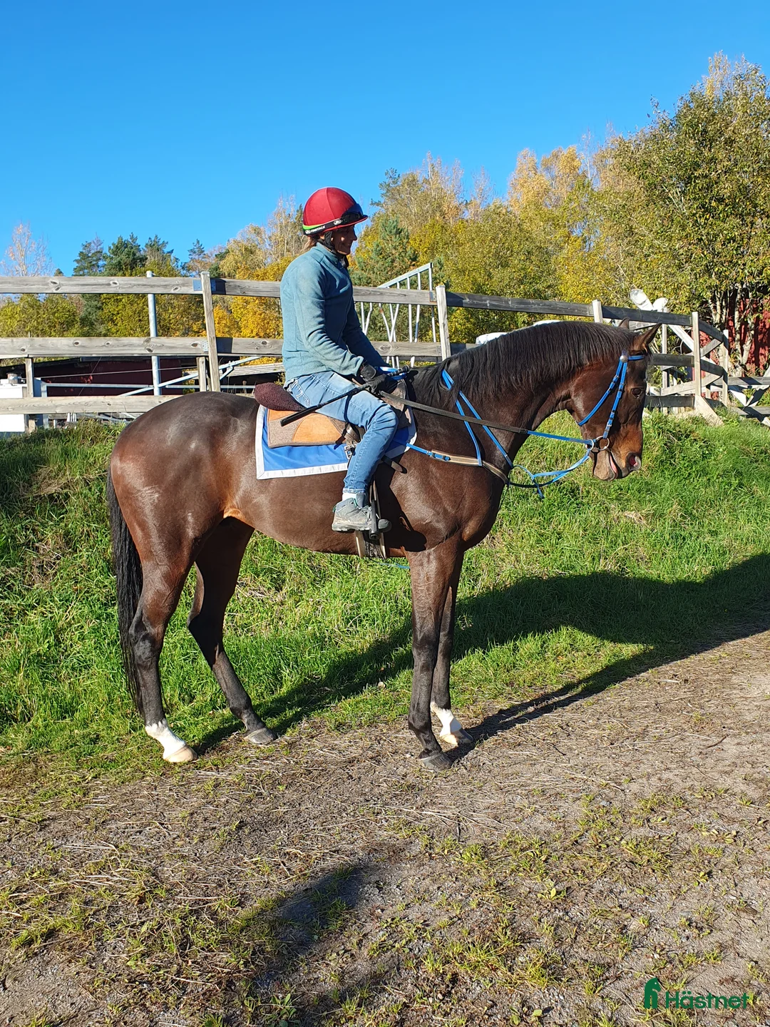 Allround hästar till salu: Snäll valack - Annons 3