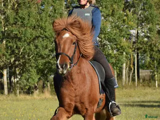hästar Jättetrevlig valack - Annons 17