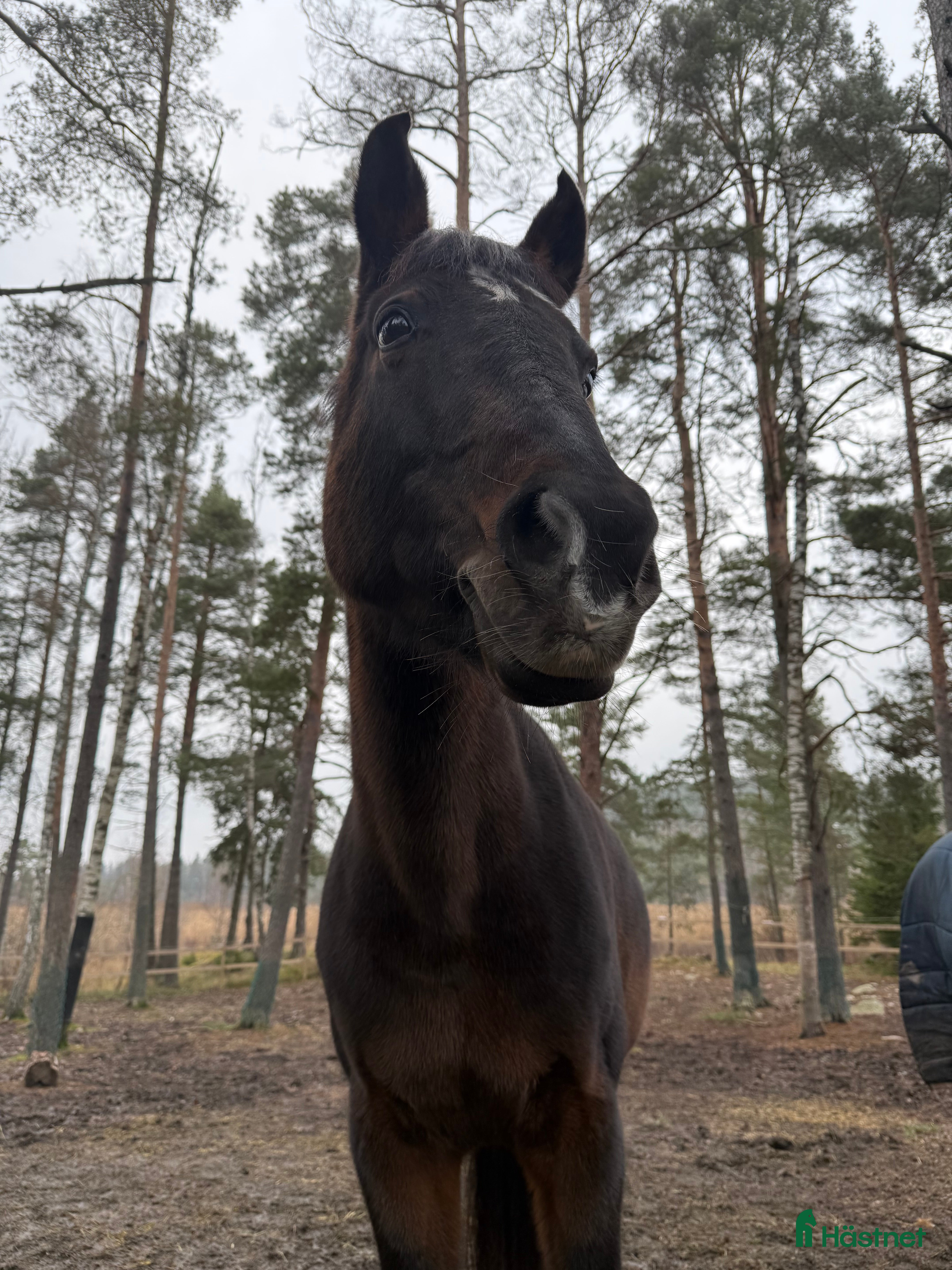  hästar Mysig och snäll ponny söker nytt hem som sällskap i Tyresö - Annons 2