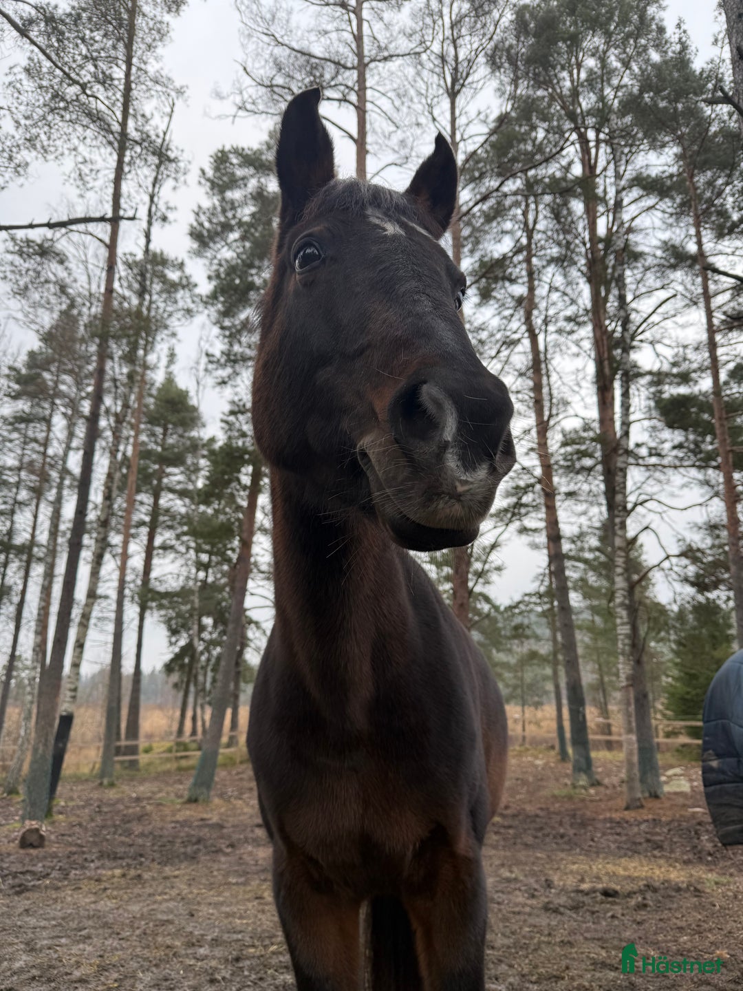 Sällskap hästar till salu: Mysig och snäll ponny söker nytt hem som sällskap i Tyresö - Annons 1