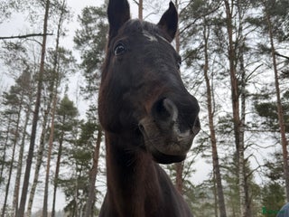 hästar Mysig och snäll ponny söker nytt hem som sällskap i Tyresö - Annons 1