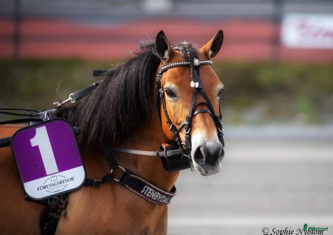 Trav hästar till salu: Ponnytravare med energi i Boden - Annons 3