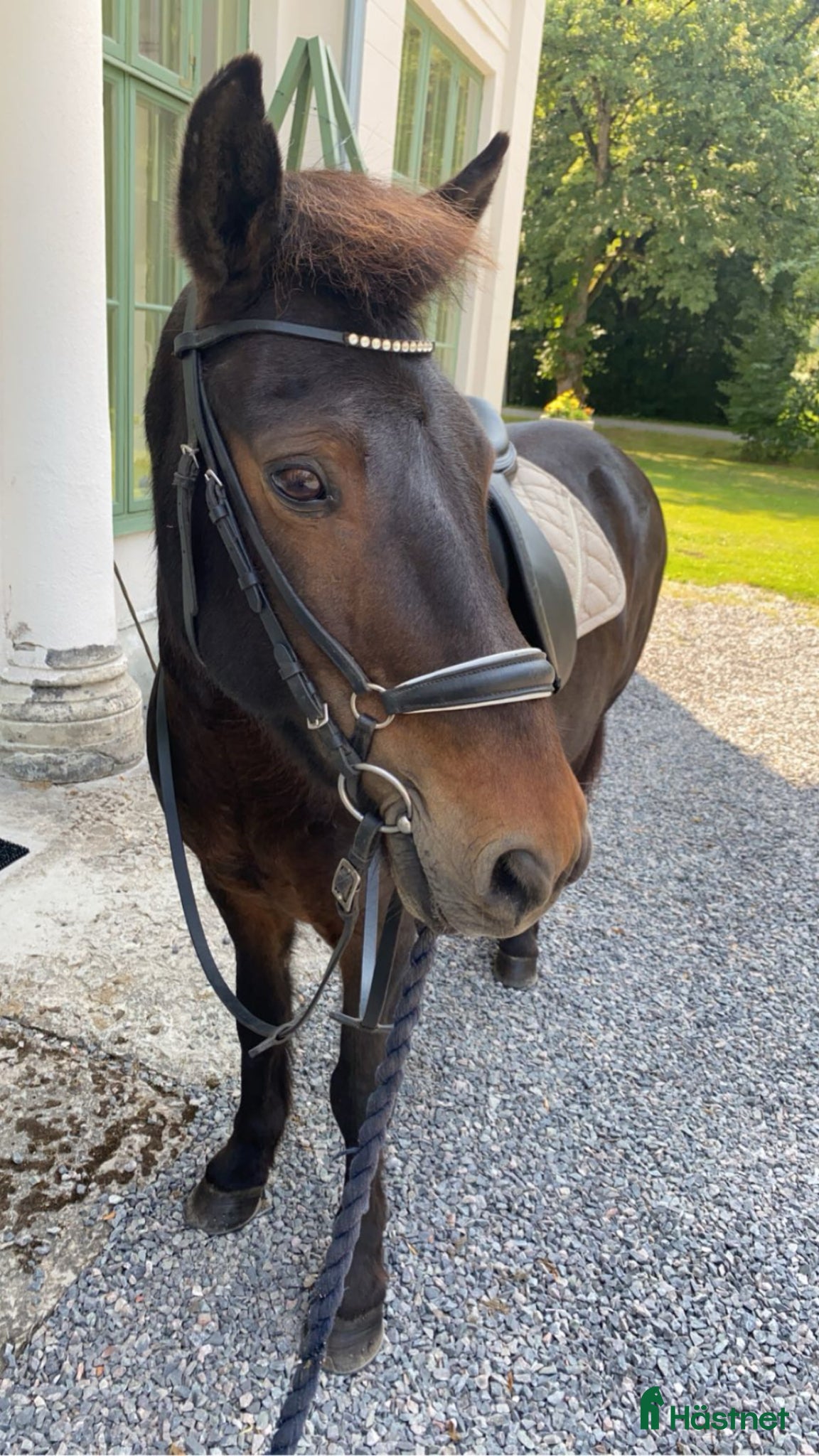  hästar Super snäll islandshäst  - Annons 8