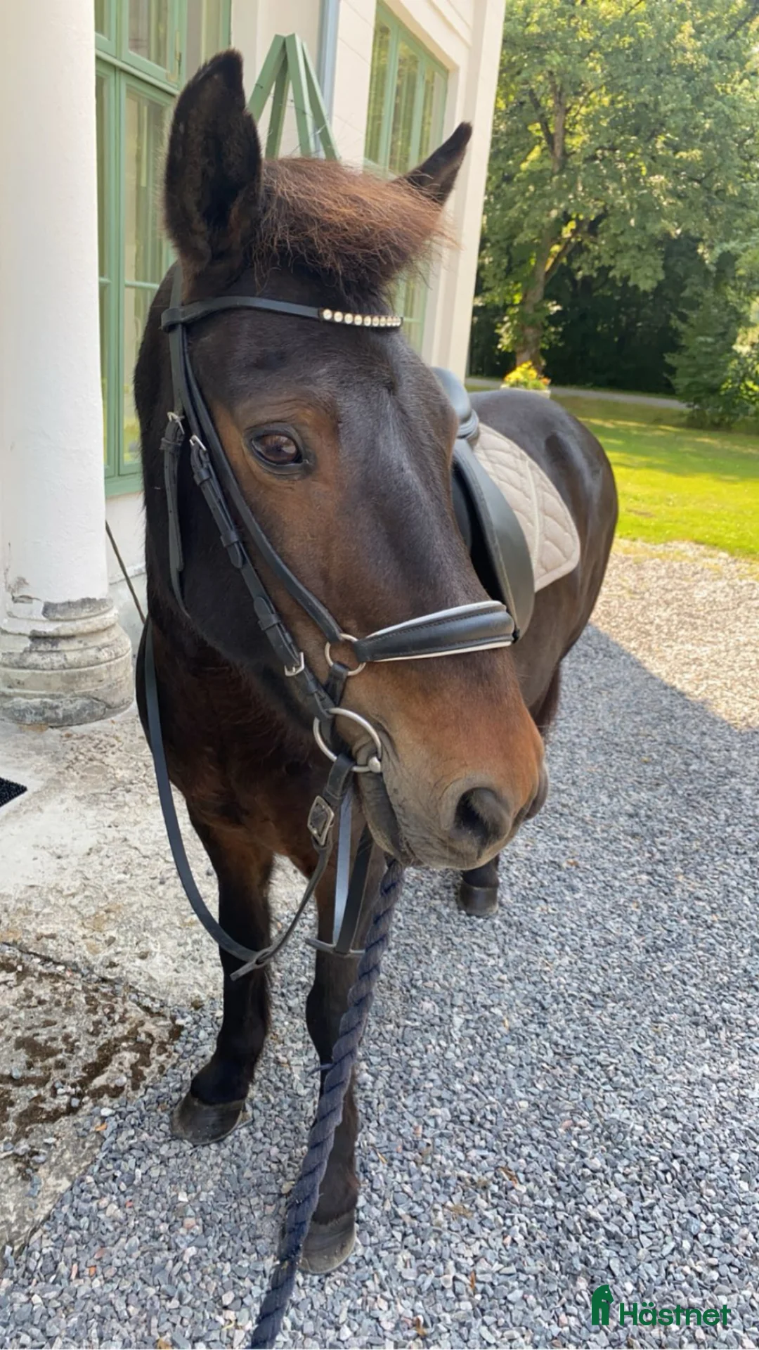 Allround hästar till salu: Super snäll islandshäst  - Annons 1